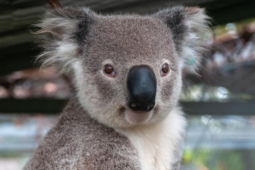 Koala