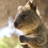 Quokka