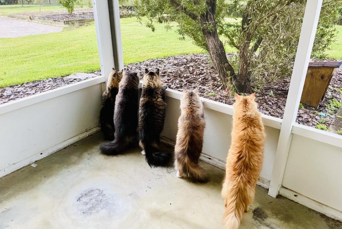 Wakako's Five Cats