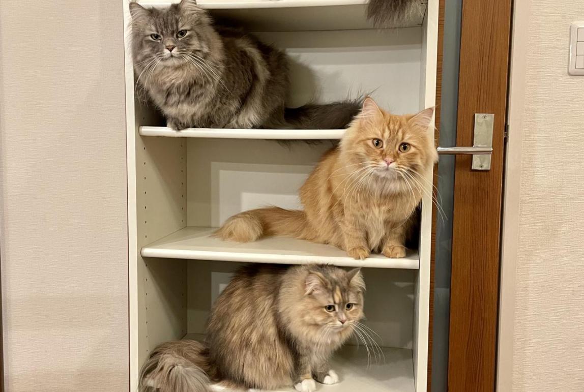 Wakako's Five Cats