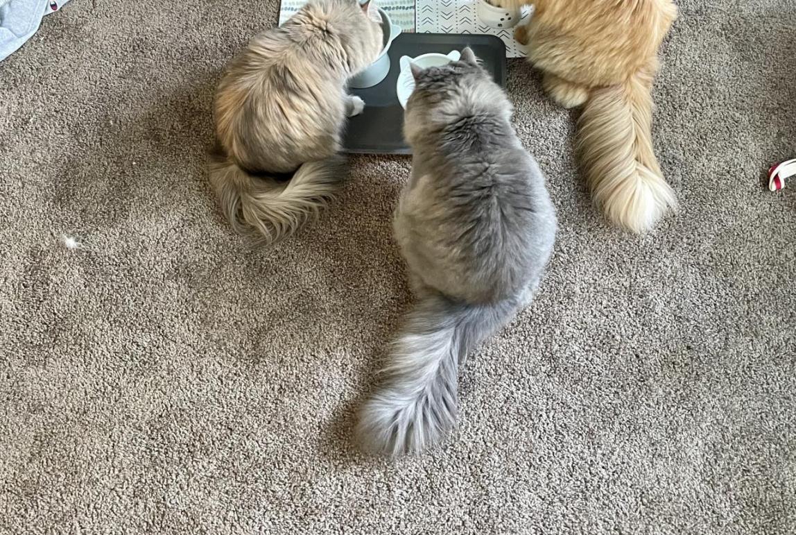 Wakako's Five Cats