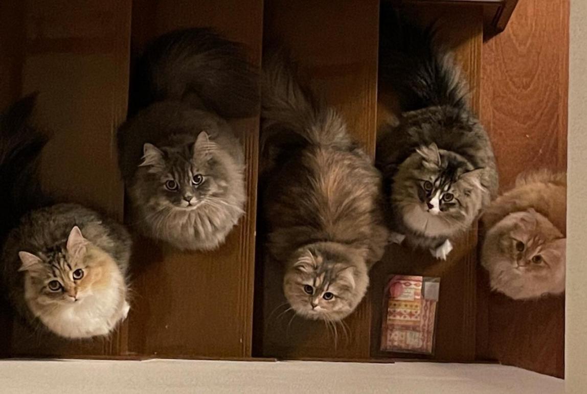 Wakako's Five Cats
