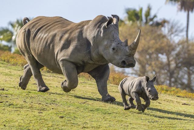 San Diego Zoo Rhinos.jpg