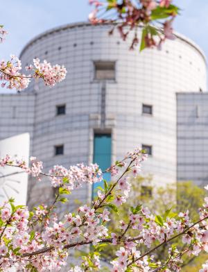 Hanyang University Campus Flowers
