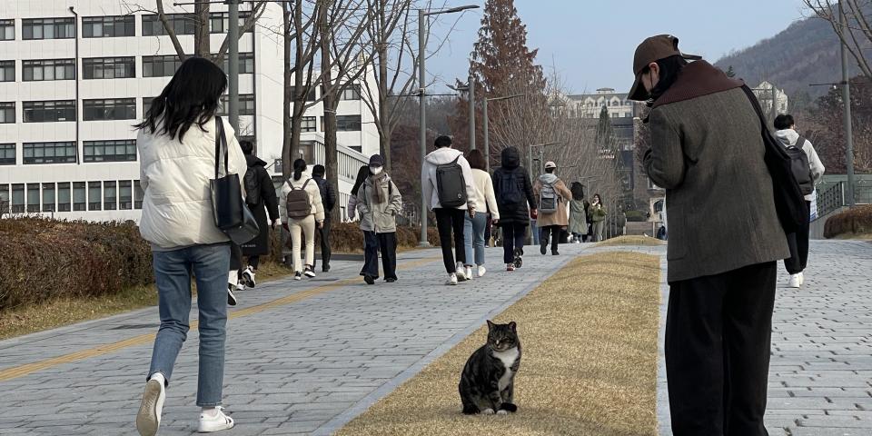 延世大学構内にいた猫