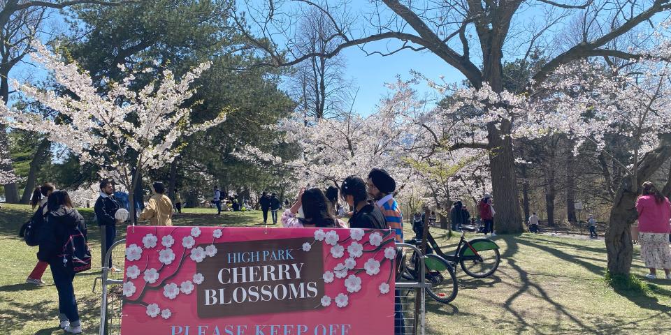 カナダHigh Parkの桜まつり