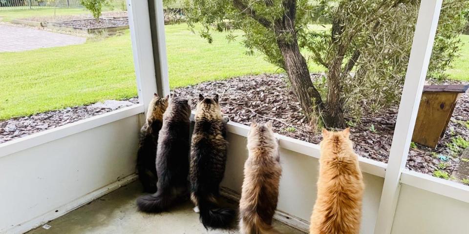 Wakako's Five Cats