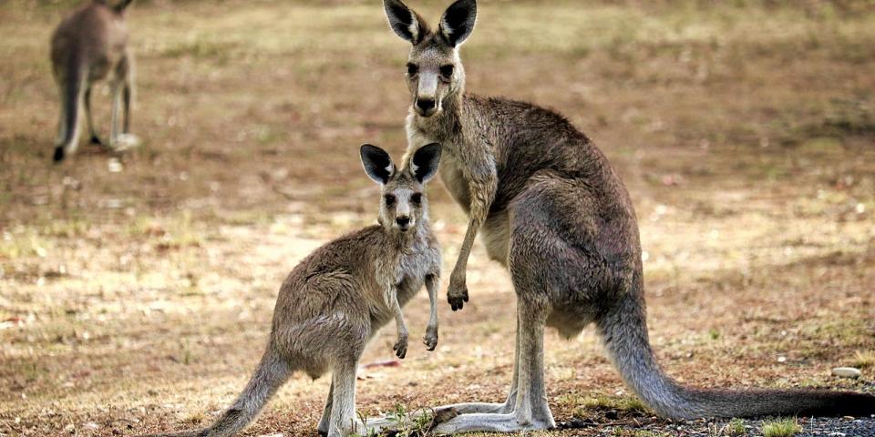 Kangaroo